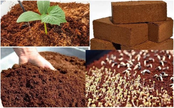 The Versatile Benefits of Coco Peat: A Sustainable Gardening Solution